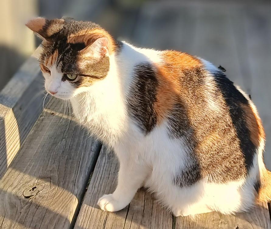 Sam, a Adoptable Domestic Short Hair in Ypsilanti, MI image 1/3