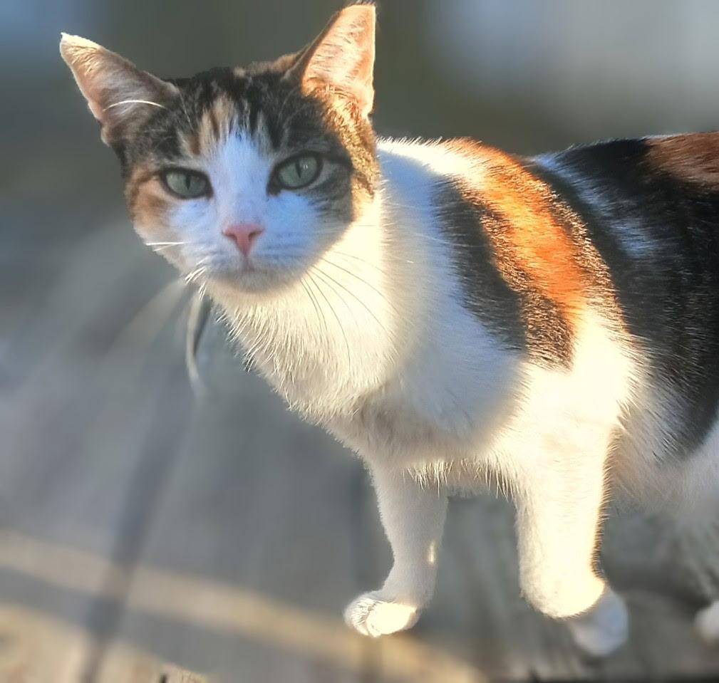 Sam, a Adoptable Domestic Short Hair in Ypsilanti, MI image 2/3