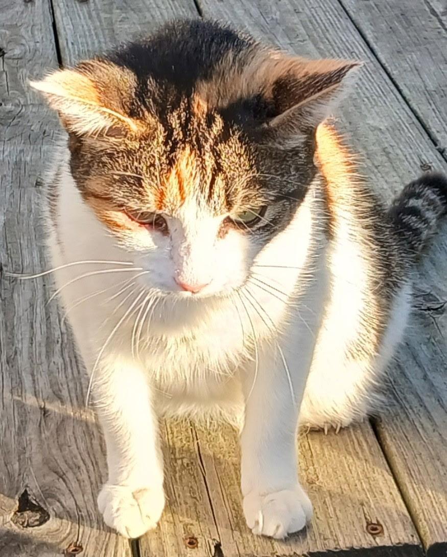 Sam, a Adoptable Domestic Short Hair in Ypsilanti, MI image 3/3