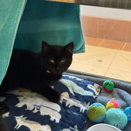 Cold Brew, Adoptable, Kitten Female Domestic Medium Hair & Domestic Short Hair.