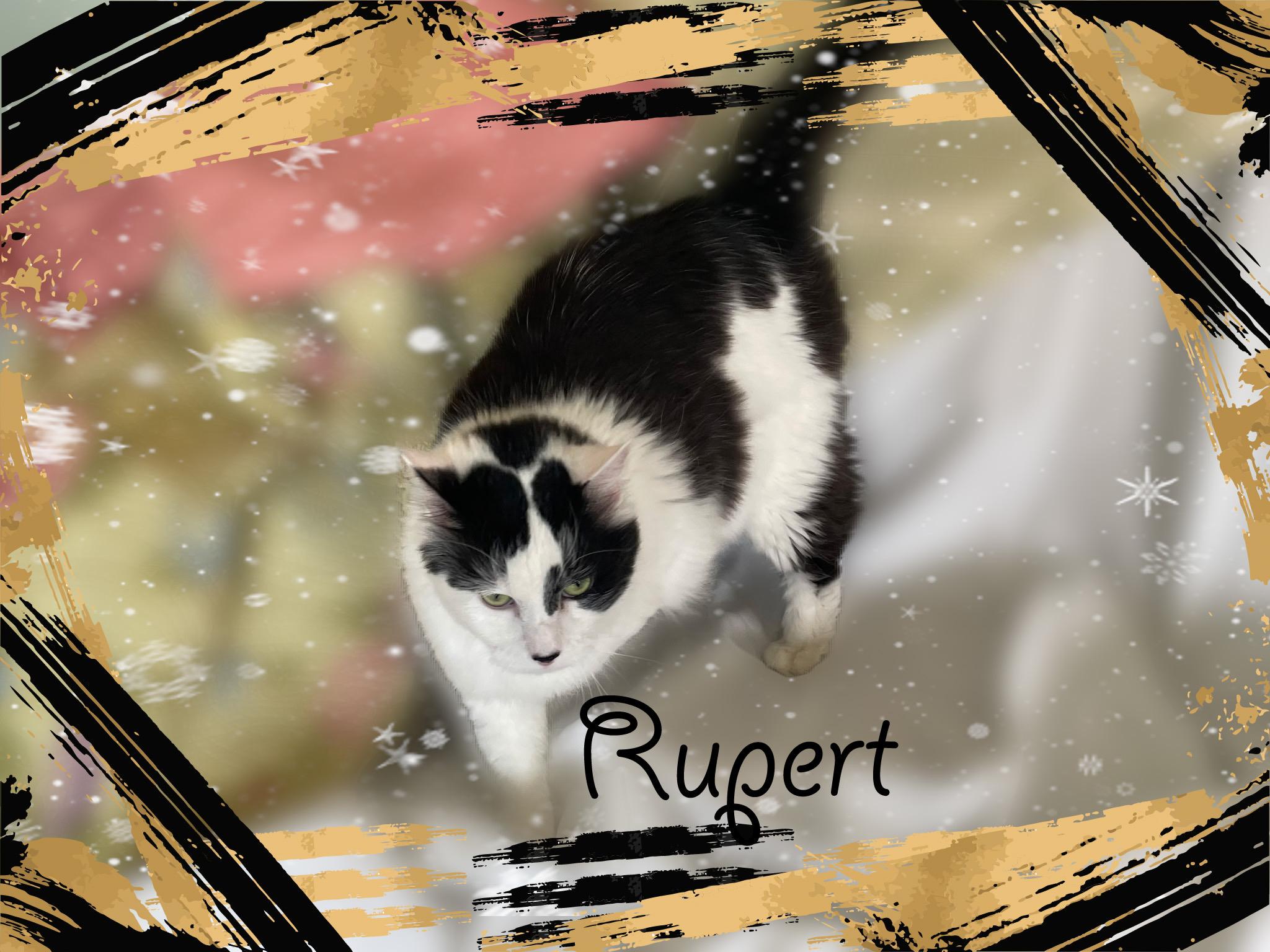 Rupert & Mora, a ADOPTABLE Domestic Medium Hair in Charlotte, NC image 4/5
