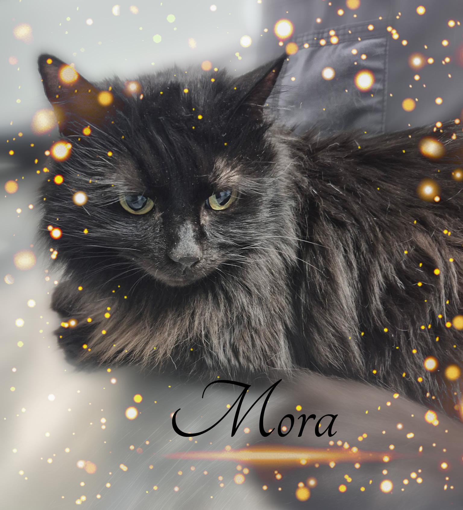 Rupert & Mora, a ADOPTABLE Domestic Medium Hair in Charlotte, NC image 5/5