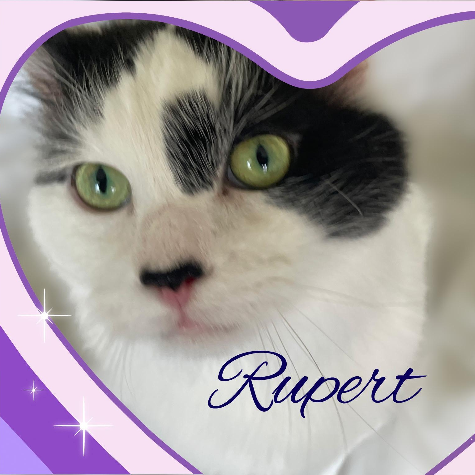 Rupert & Mora, a ADOPTABLE Domestic Medium Hair in Charlotte, NC image 1/5