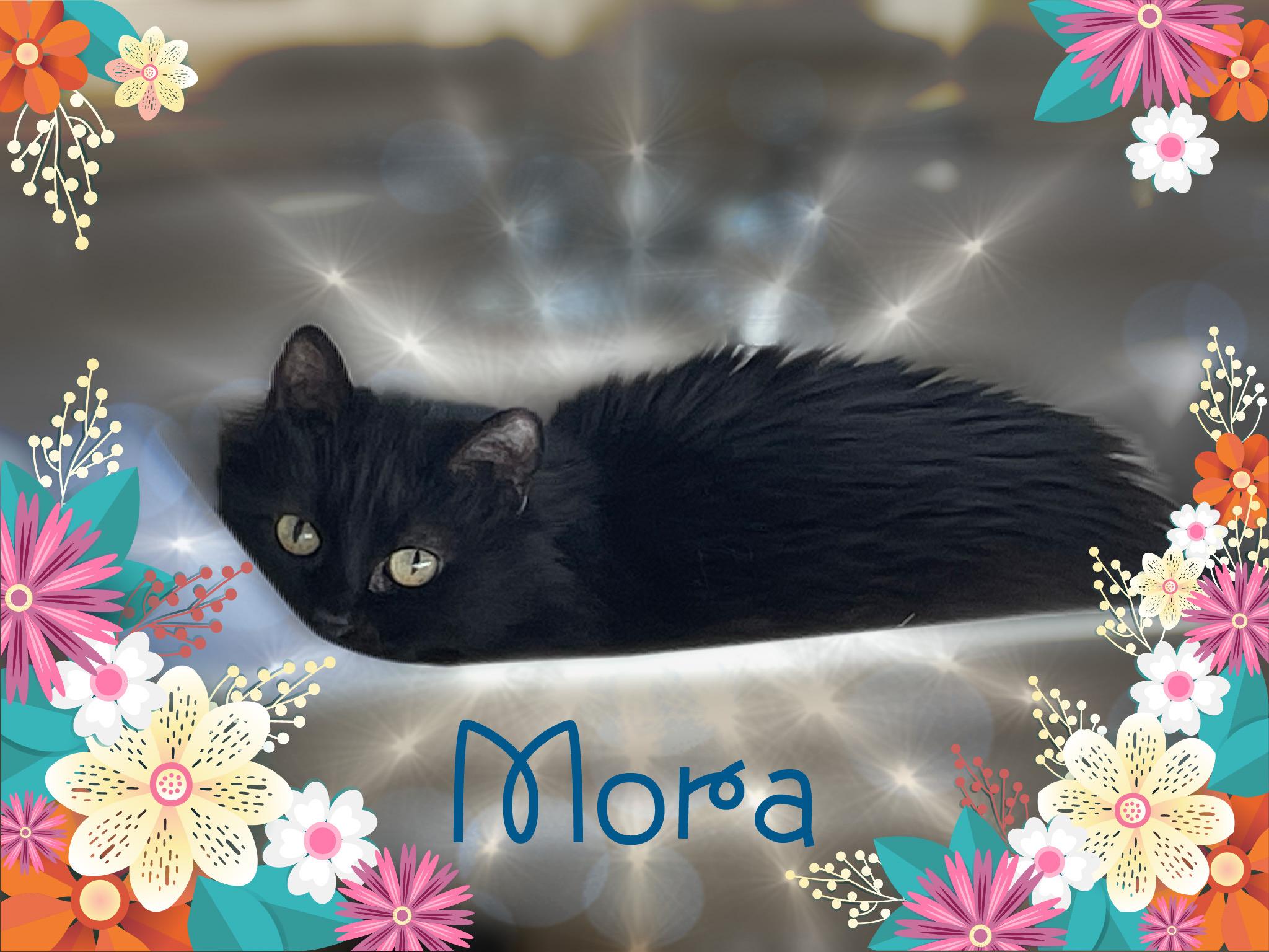 Rupert & Mora, a ADOPTABLE Domestic Medium Hair in Charlotte, NC image 3/5