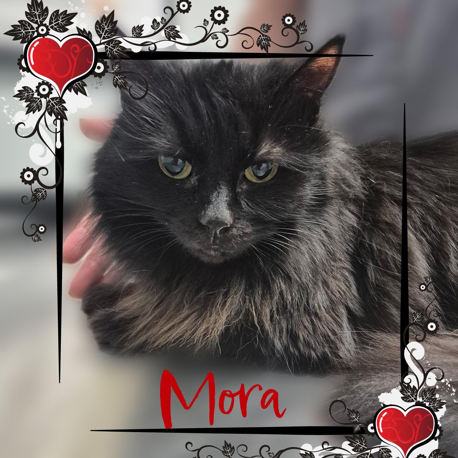 Rupert & Mora, a ADOPTABLE Domestic Medium Hair in Charlotte, NC image 2/5