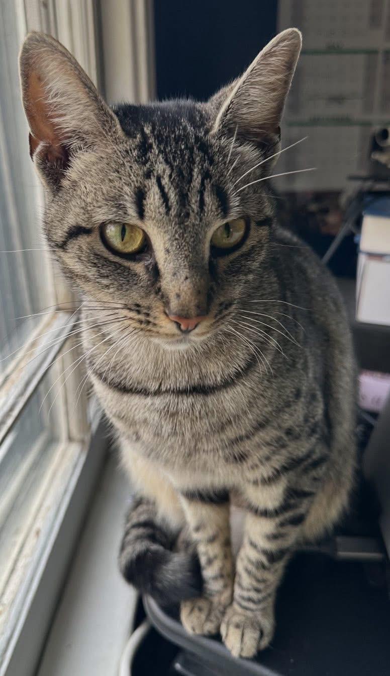 Enlarge Cleopatra ( Loving & Friendly ), a ADOPTABLE American Shorthair in Staten Island, NY image 1/6