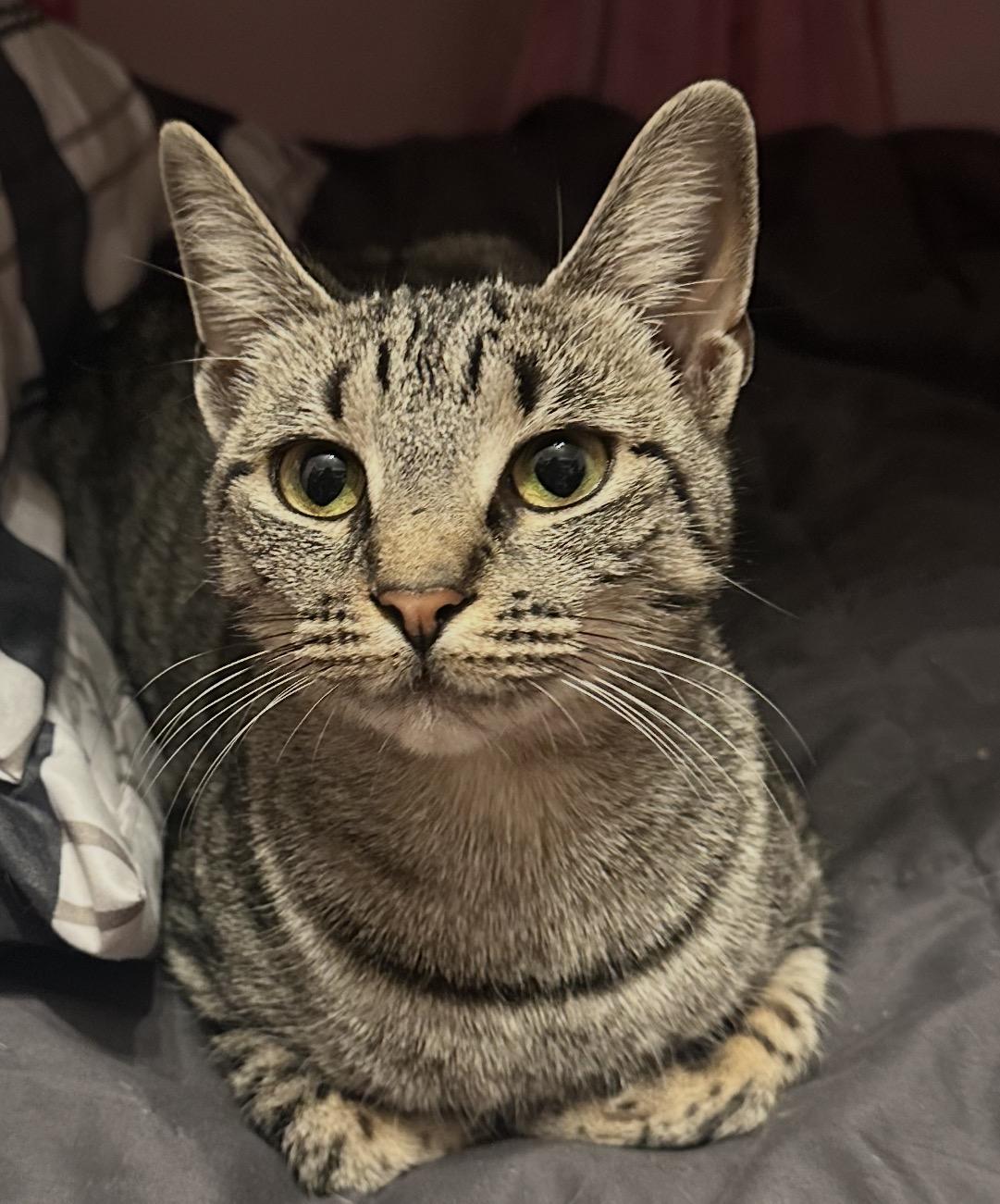 Cleopatra ( Loving & Friendly ), ADOPTABLE, Young Female Domestic Short Hair.