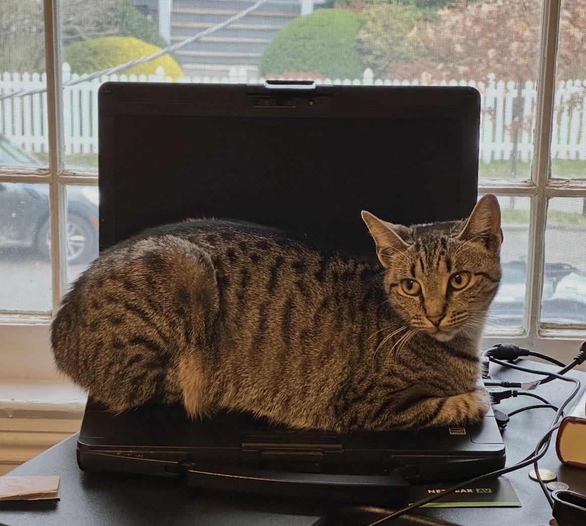 Enlarge Cleopatra ( Loving & Friendly ), a ADOPTABLE American Shorthair in Staten Island, NY image 3/6