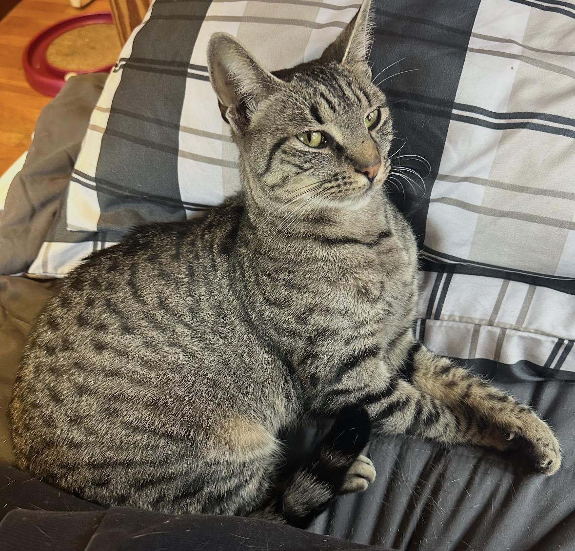 Enlarge Cleopatra ( Loving & Friendly ), a ADOPTABLE American Shorthair in Staten Island, NY image 5/6