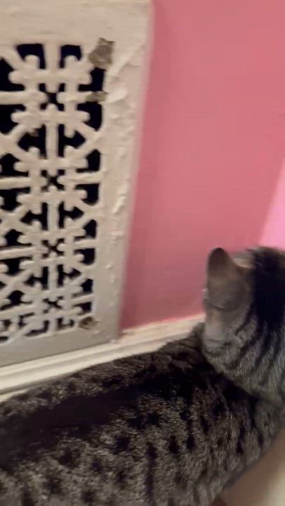 Enlarge Cleopatra ( Loving & Friendly ), a ADOPTABLE American Shorthair in Staten Island, NY video 6/6