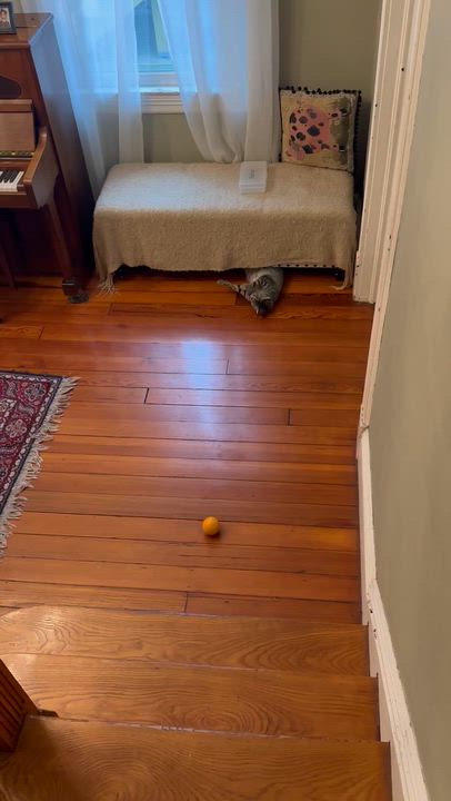 Enlarge Cleopatra ( Loving & Friendly ), a ADOPTABLE Domestic Short Hair in Staten Island, NY video 6/6