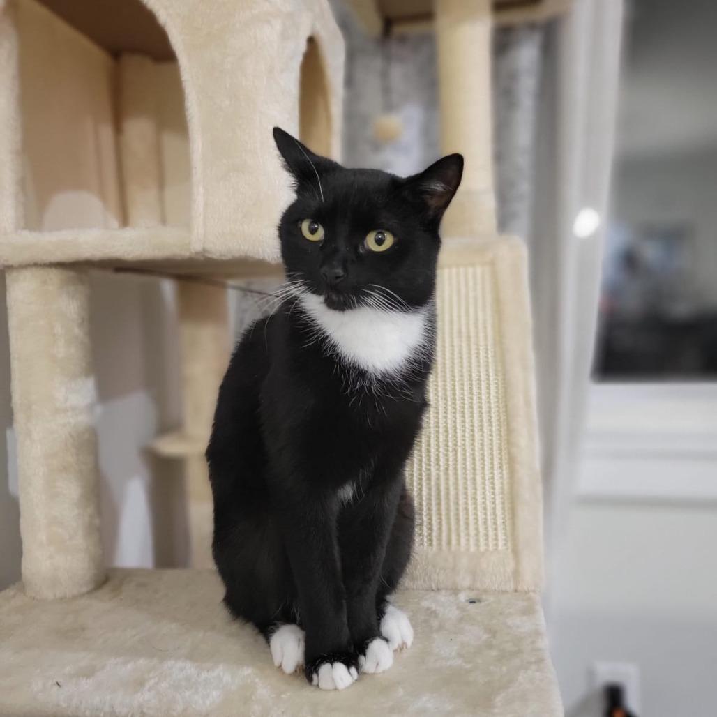 Enlarge Pizza, a Adoptable Domestic Short Hair in Middle Village, NY image 2/6