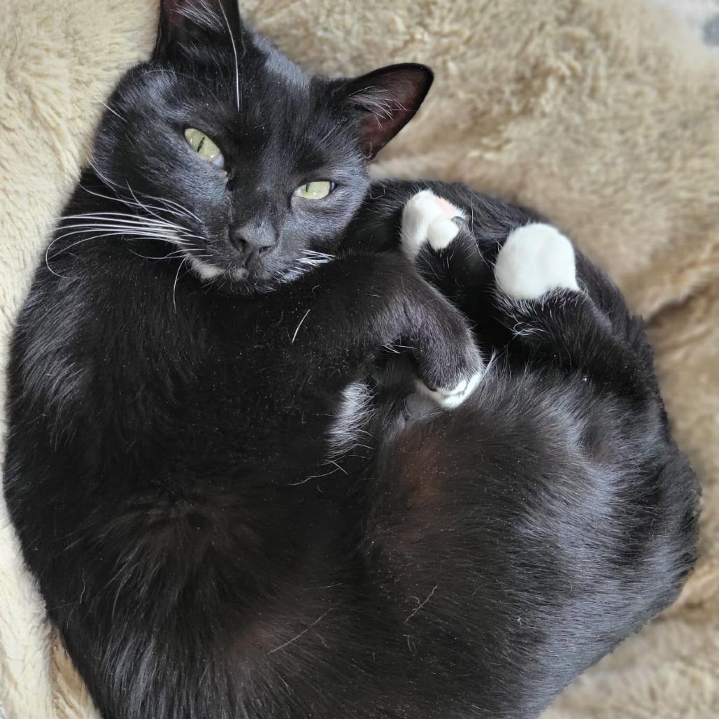 Enlarge Pizza, a Adoptable Domestic Short Hair in Middle Village, NY image 3/6