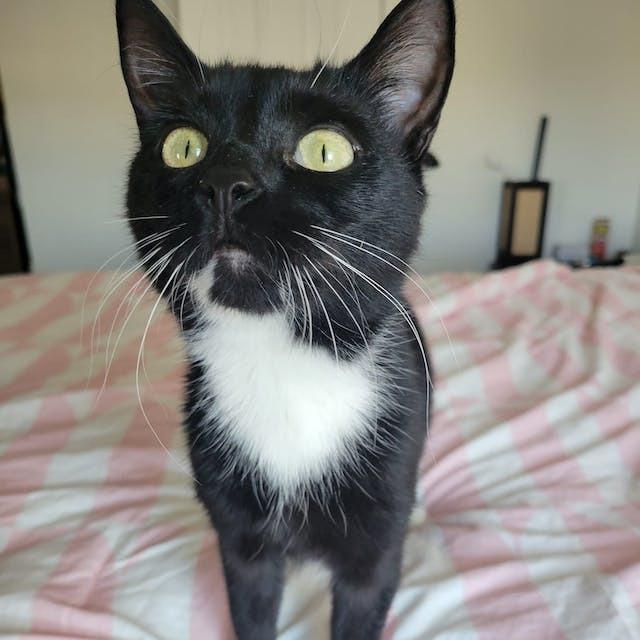 Enlarge Pizza, a Adoptable Domestic Short Hair in Middle Village, NY image 4/6