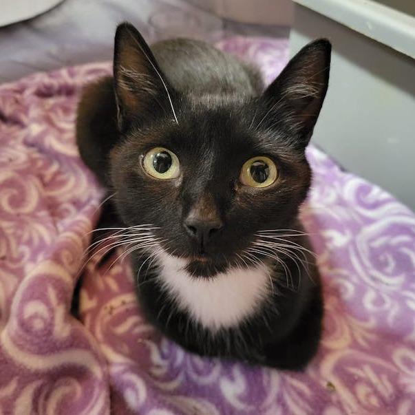 Enlarge Pizza, a Adoptable Domestic Short Hair in Middle Village, NY image 5/6