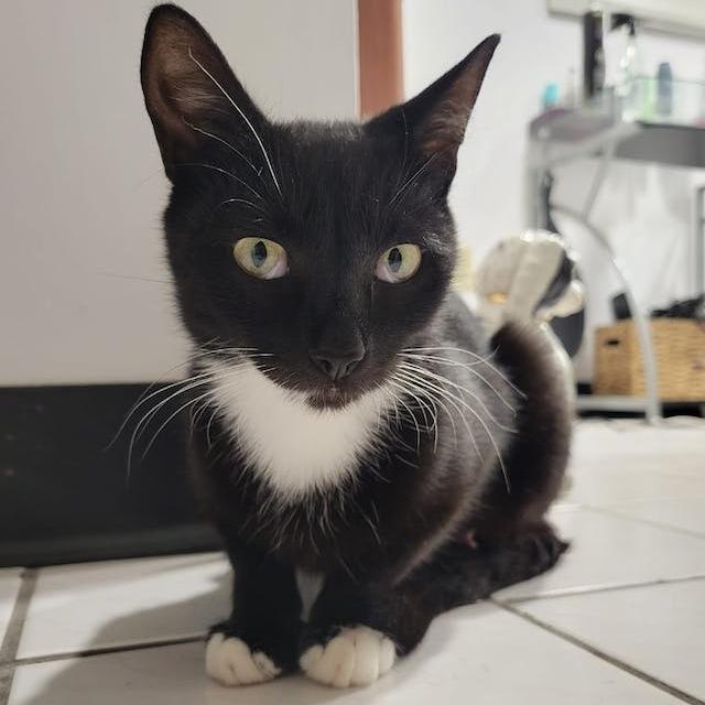 Enlarge Pizza, a Adoptable Domestic Short Hair in Middle Village, NY image 6/6