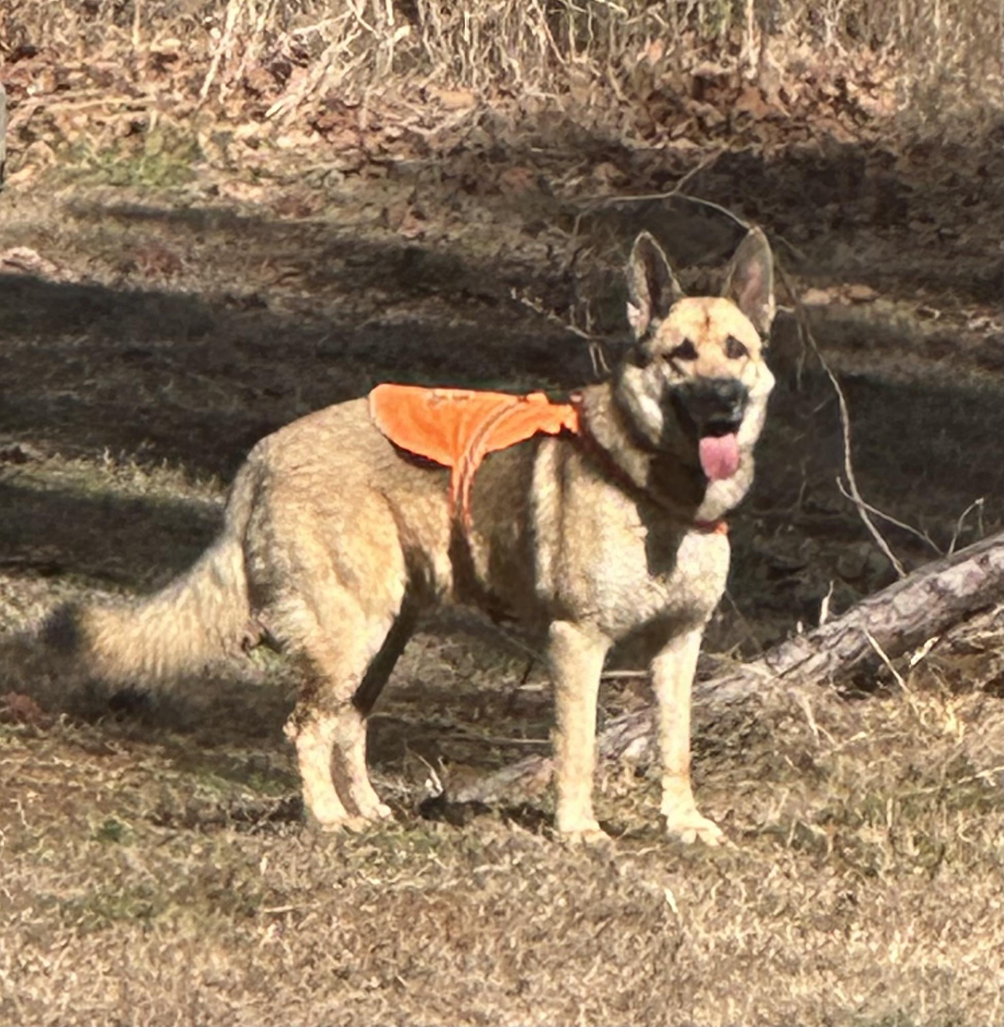 🚨Joshua - URGENT 🚨 , adoptable, Adult Male German Shepherd Dog & Mixed Breed.