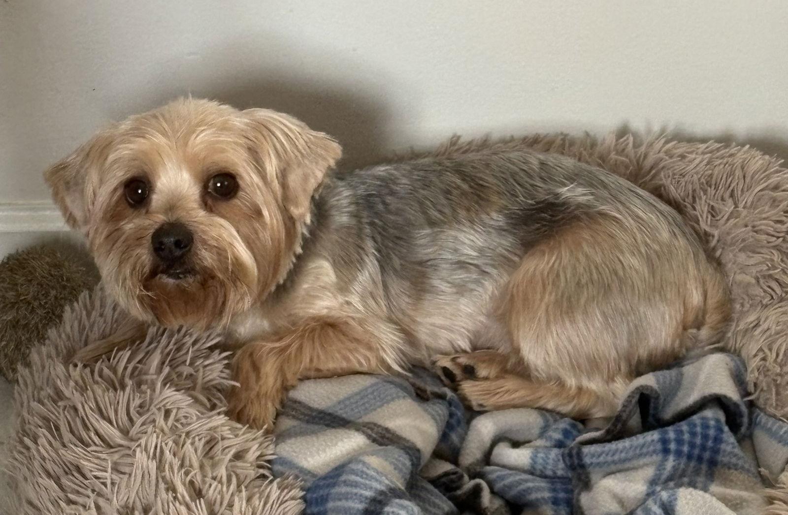 Victor, Adopted, Adult Male Yorkshire Terrier.