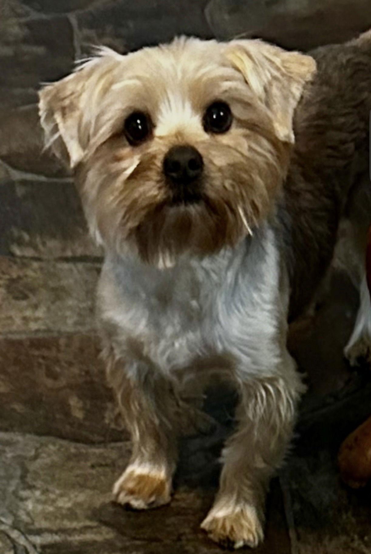 Enlarge Victor, a Adopted Yorkshire Terrier in Sistersville, WV image 2/2