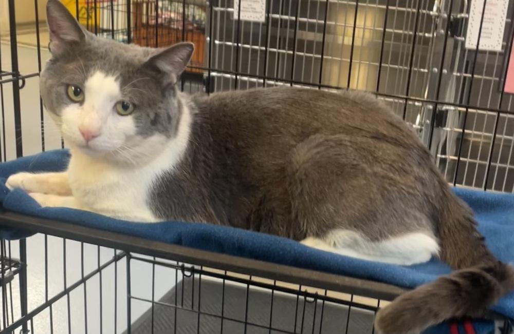 Enlarge JASPER, a Adoptable mixed breed in Southbury, CT image 2/6