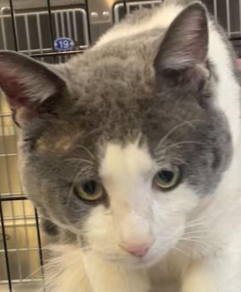 Enlarge JASPER, a Adoptable mixed breed in Southbury, CT image 3/6