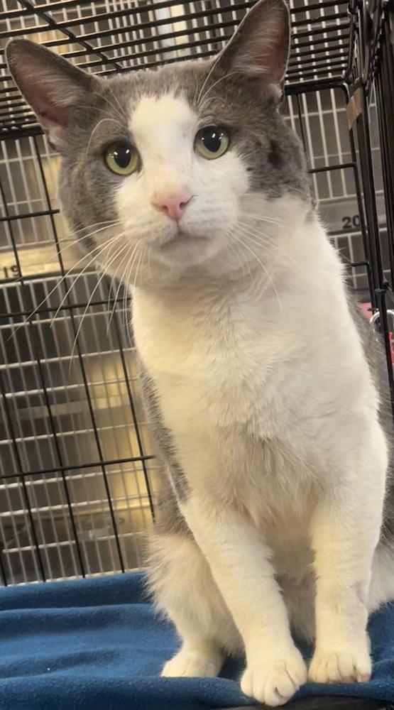 Enlarge JASPER, a Adoptable mixed breed in Southbury, CT image 4/6