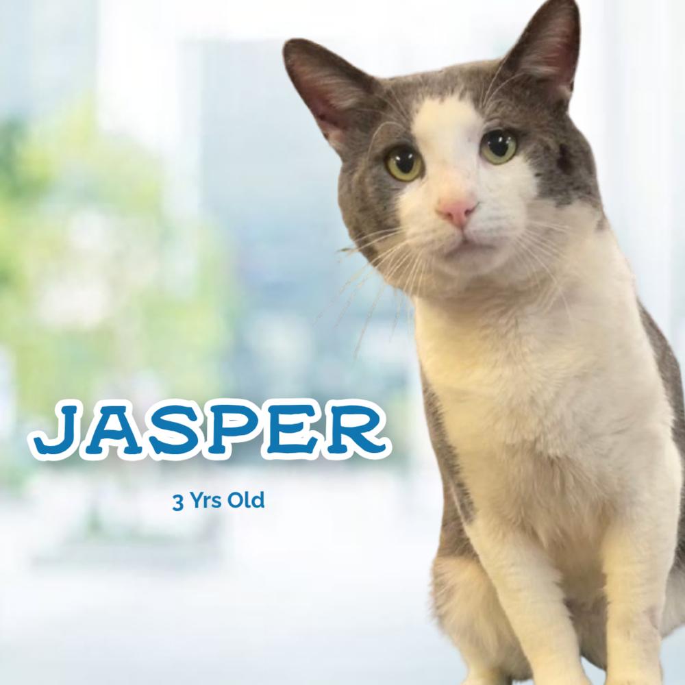 Enlarge JASPER, a Adoptable mixed breed in Southbury, CT image 5/6