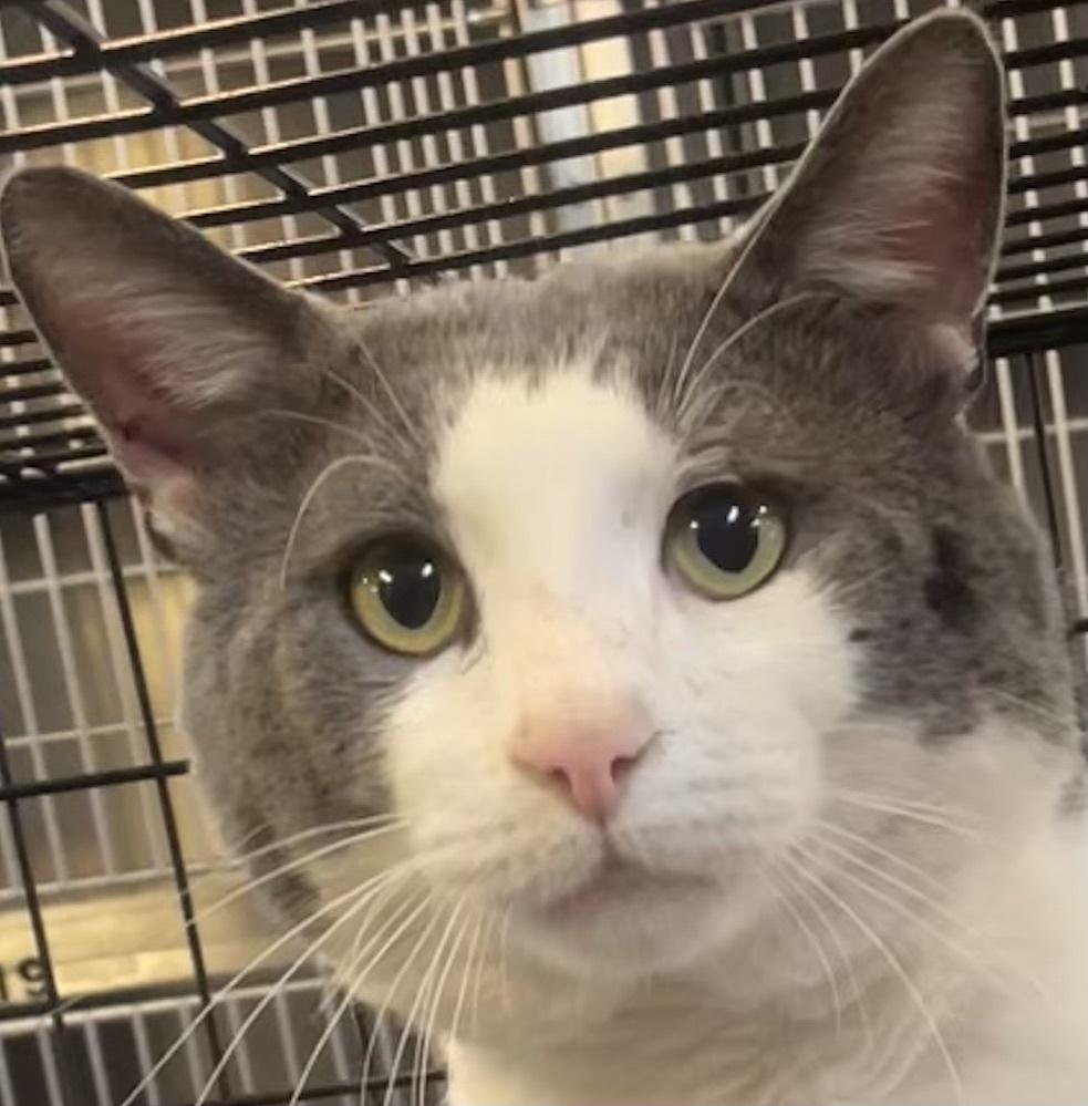 Enlarge JASPER, a Adoptable mixed breed in Southbury, CT image 6/6