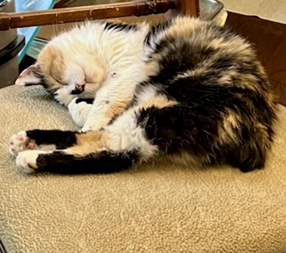 Lydia, Adoptable, Adult Female Calico & Domestic Medium Hair.