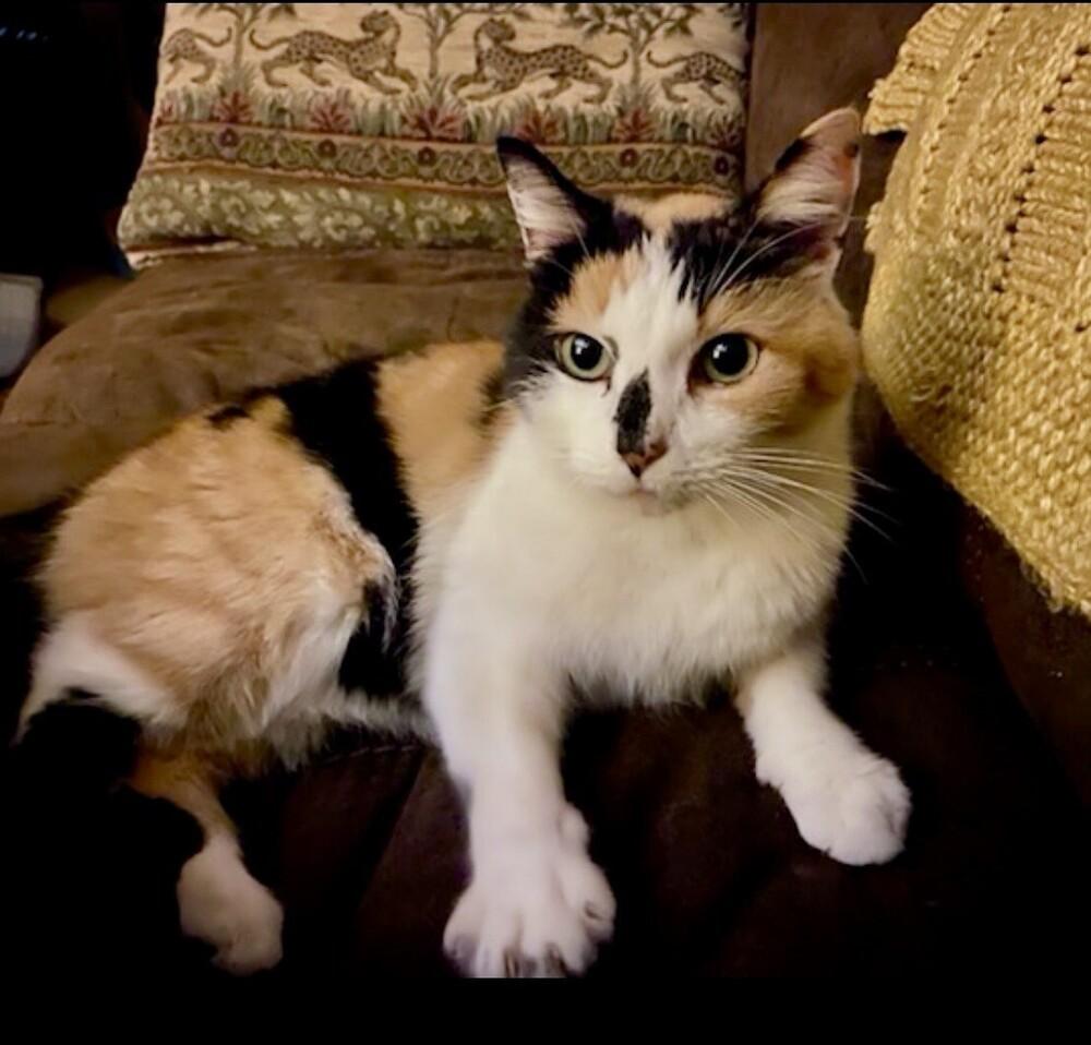 Enlarge Lydia, a Adoptable mixed breed in Little Rock, AR image 2/5