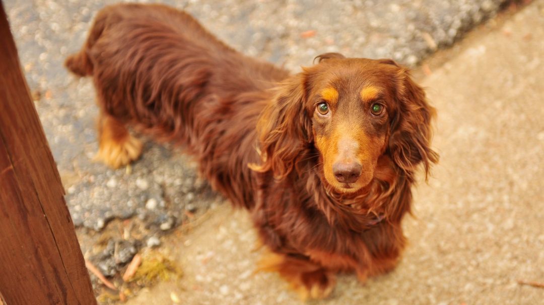 Brownie, a Adopted Dachshund in Leavenworth, KS image 1/6