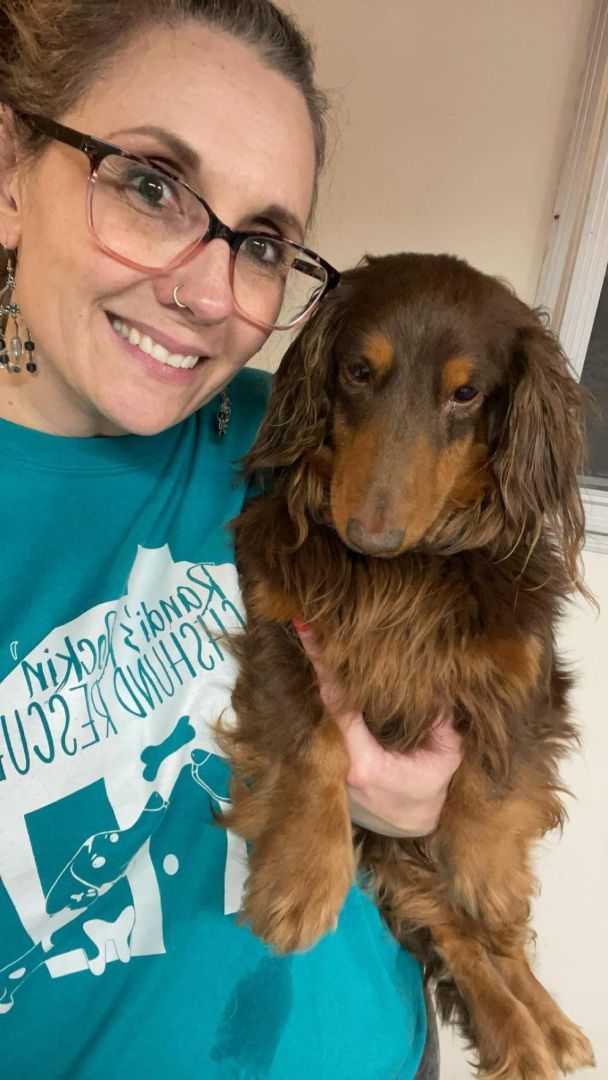 Brownie, a Adopted Dachshund in Leavenworth, KS image 2/6