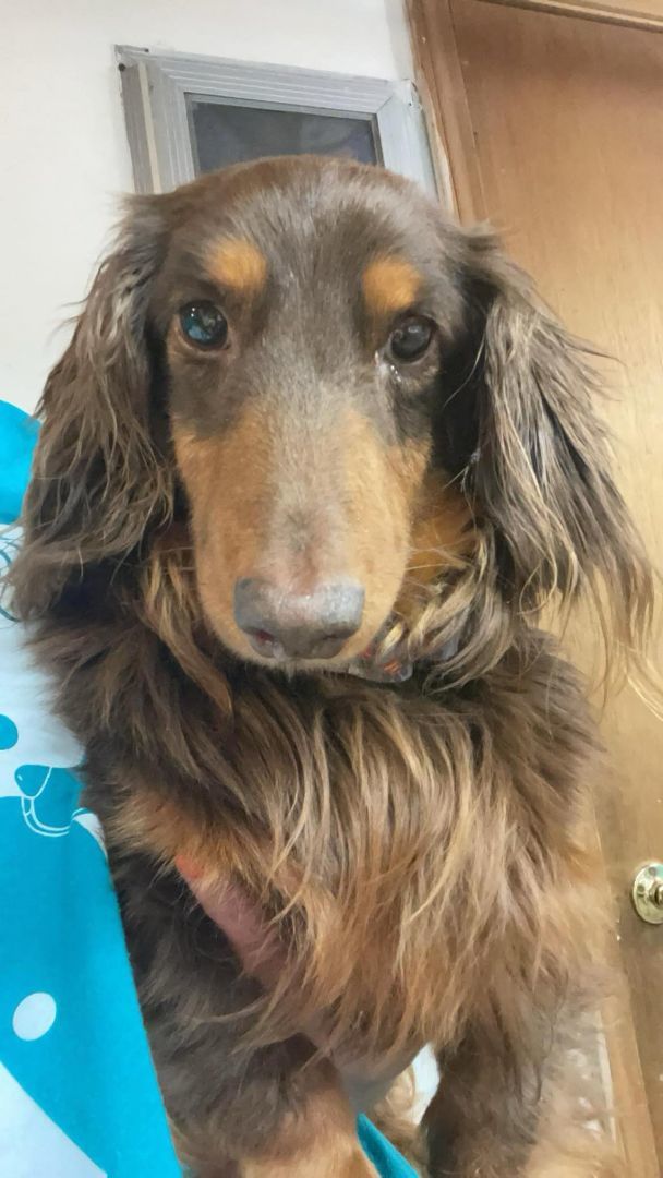 Brownie, a Adopted Dachshund in Leavenworth, KS image 3/6