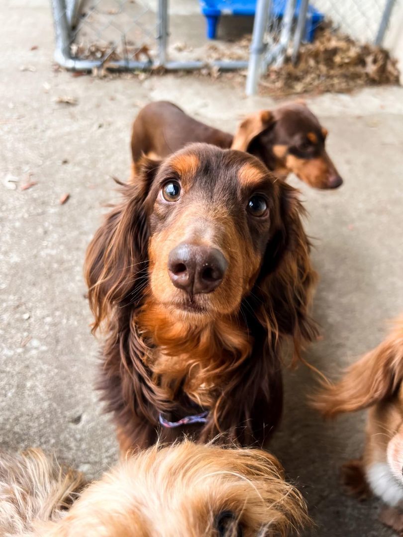 Brownie, a Adopted Dachshund in Leavenworth, KS image 4/6