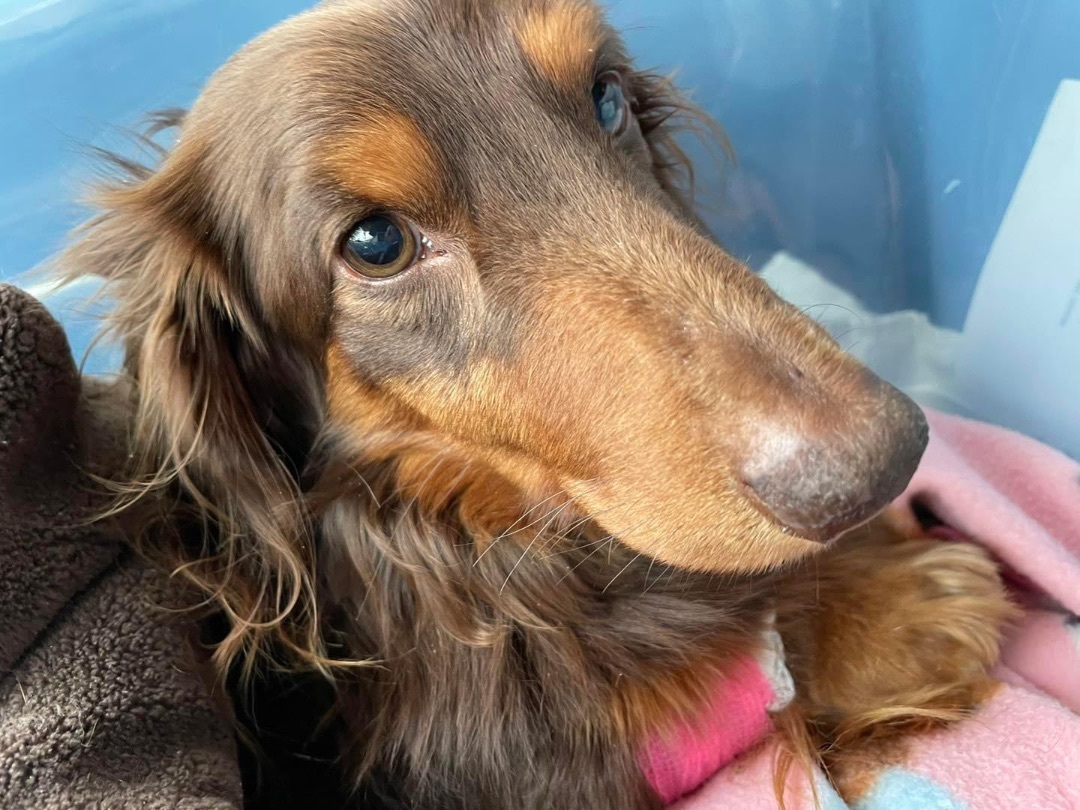 Brownie, a Adopted Dachshund in Leavenworth, KS image 5/6