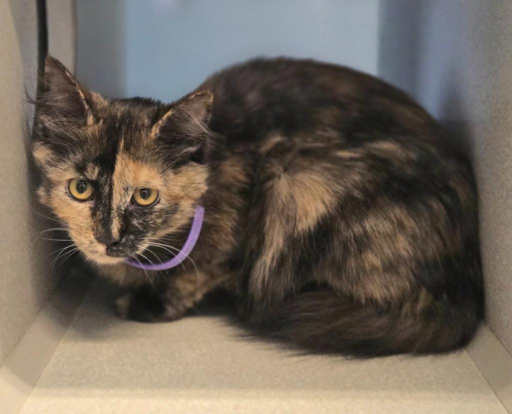 Enlarge Magpie, a Adoptable mixed breed in Viroqua, WI image 1/1