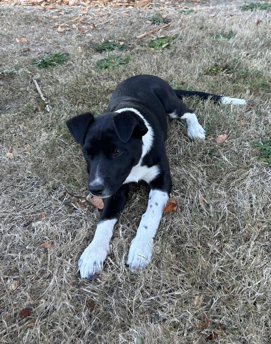 Enlarge Phoebe, a Adoptable mixed breed in Ridgefield, WA image 5/5