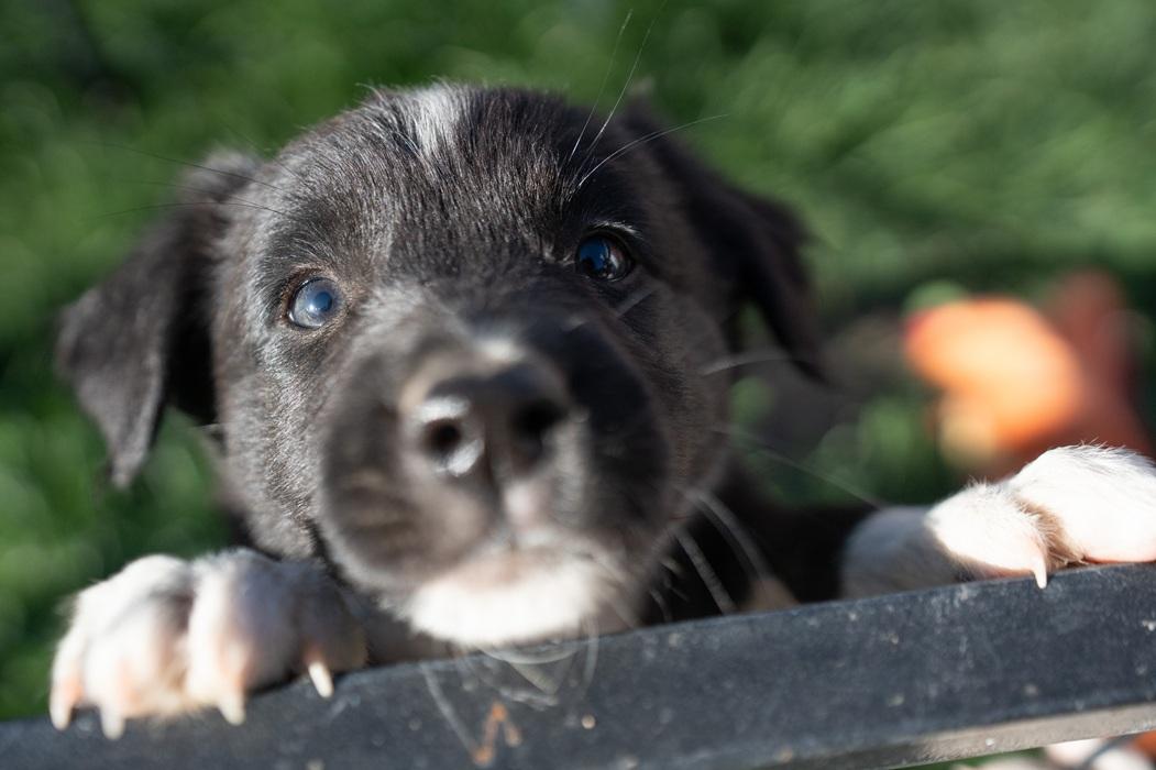 Phoebe, a ADOPTABLE mixed breed in Bend, OR image 3/3