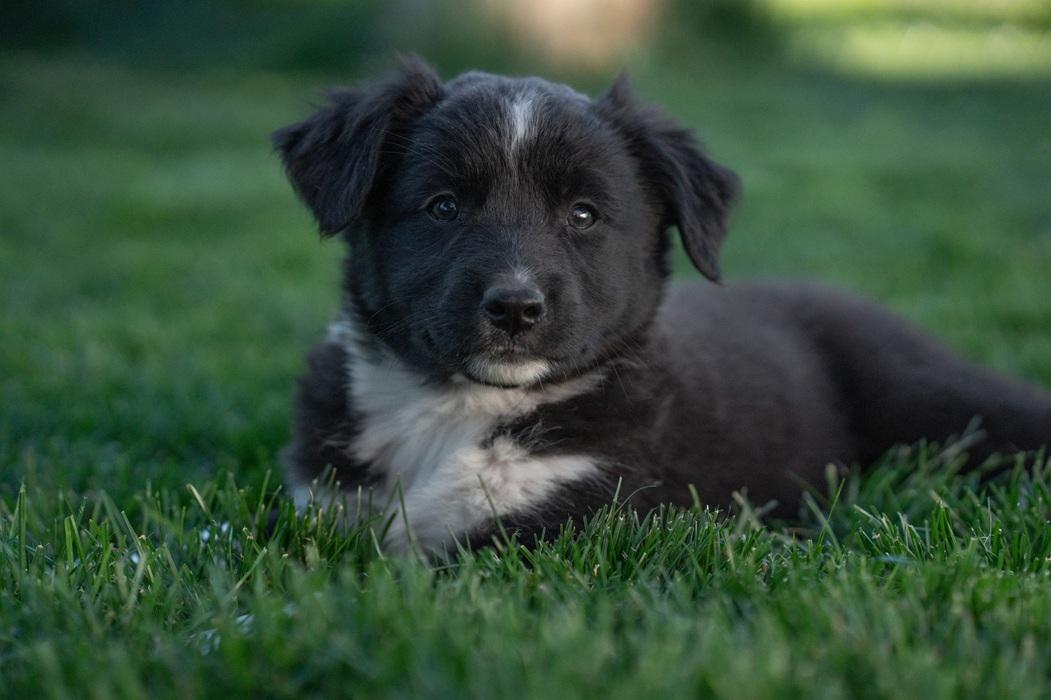 Phoebe, a ADOPTABLE mixed breed in Bend, OR image 2/3