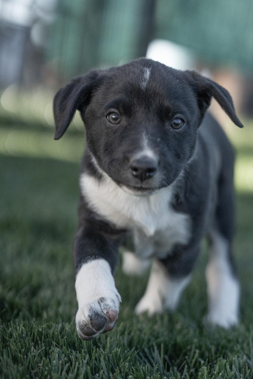 Phoebe, a ADOPTABLE mixed breed in Bend, OR image 1/3