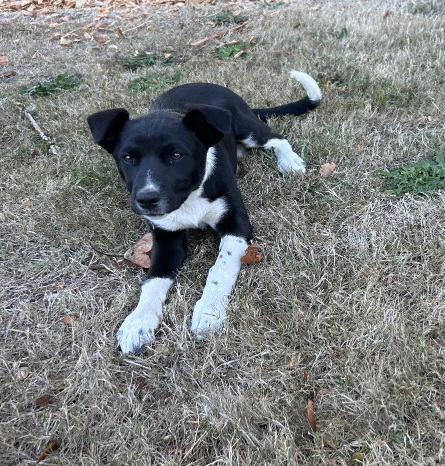 Phoebe, Adoptable, Puppy Female Border Collie & Cattle Dog.