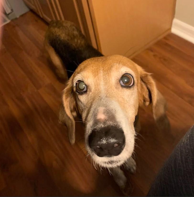Enlarge Minnie, a ADOPTABLE Coonhound in Eustis, FL image 2/5