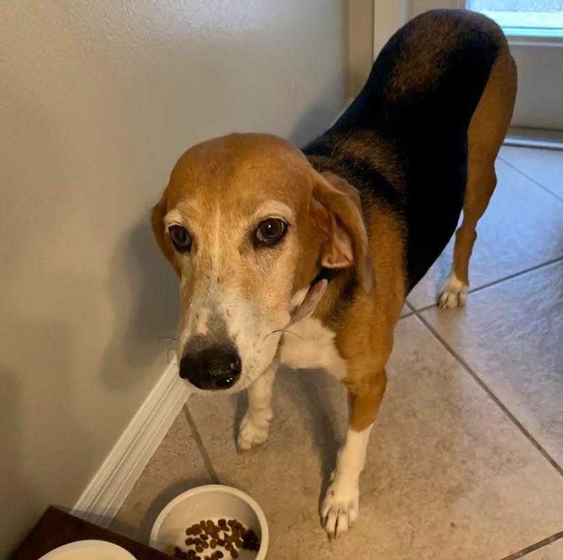 Enlarge Minnie, a ADOPTABLE Coonhound in Eustis, FL image 4/5