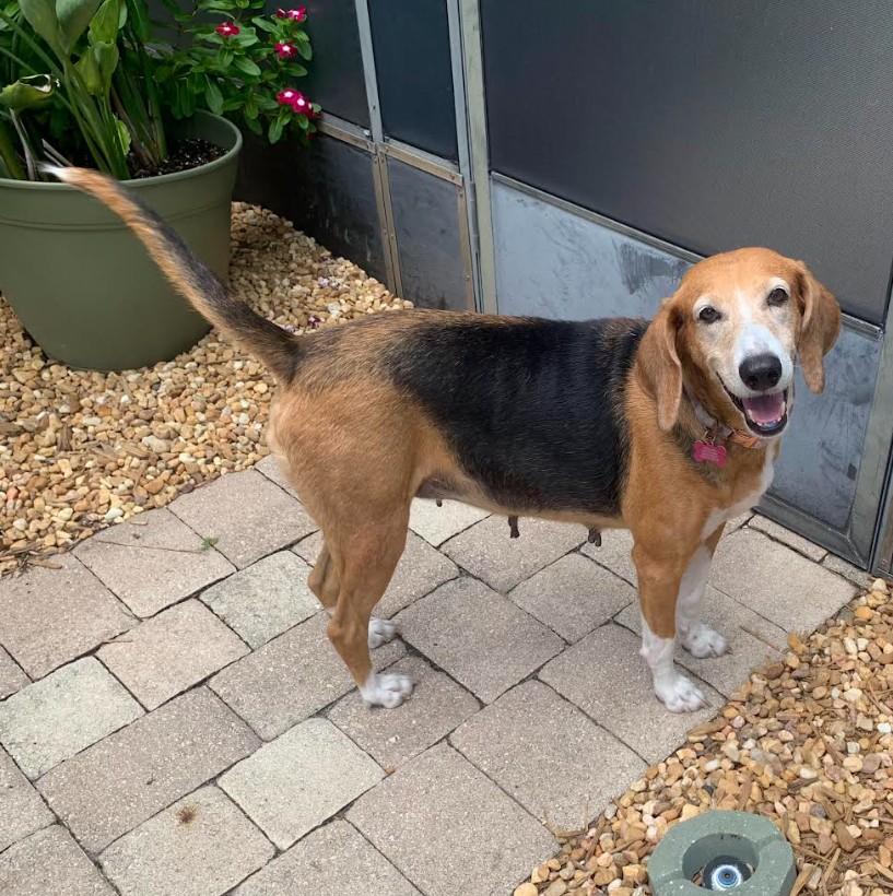 Enlarge Minnie, a ADOPTABLE Coonhound in Eustis, FL image 5/5