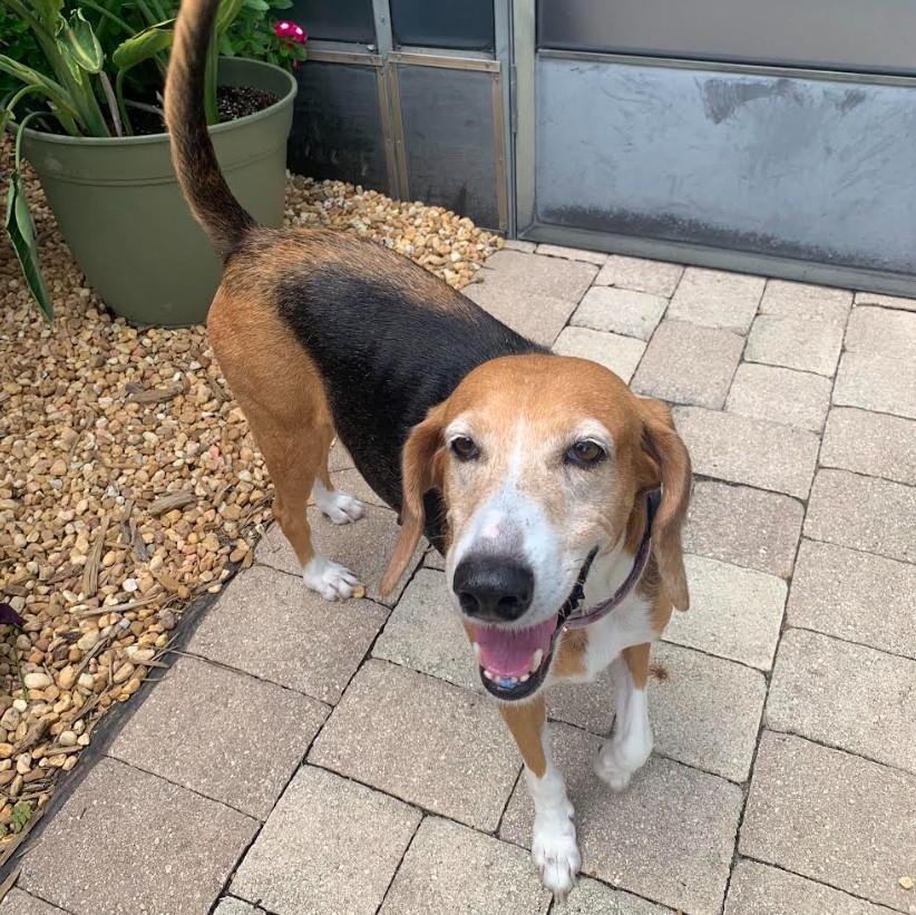 Enlarge Minnie, a ADOPTABLE Coonhound in Eustis, FL image 1/5