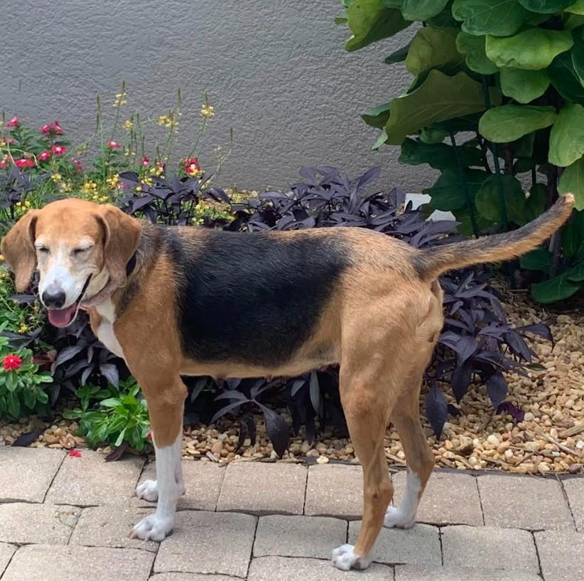 Enlarge Minnie, a ADOPTABLE Coonhound in Eustis, FL image 3/5