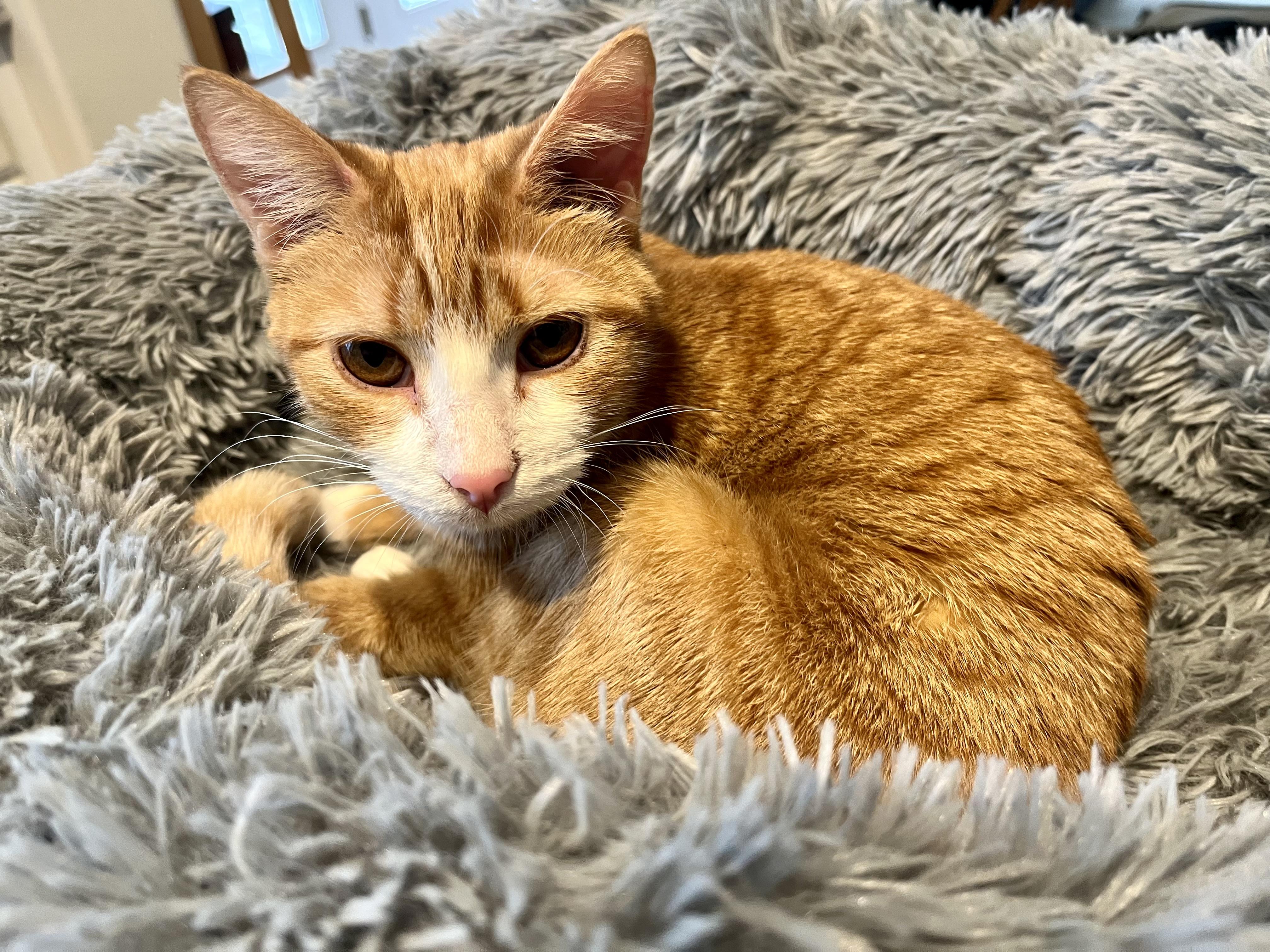 Gemma, Young Female Domestic Short Hair