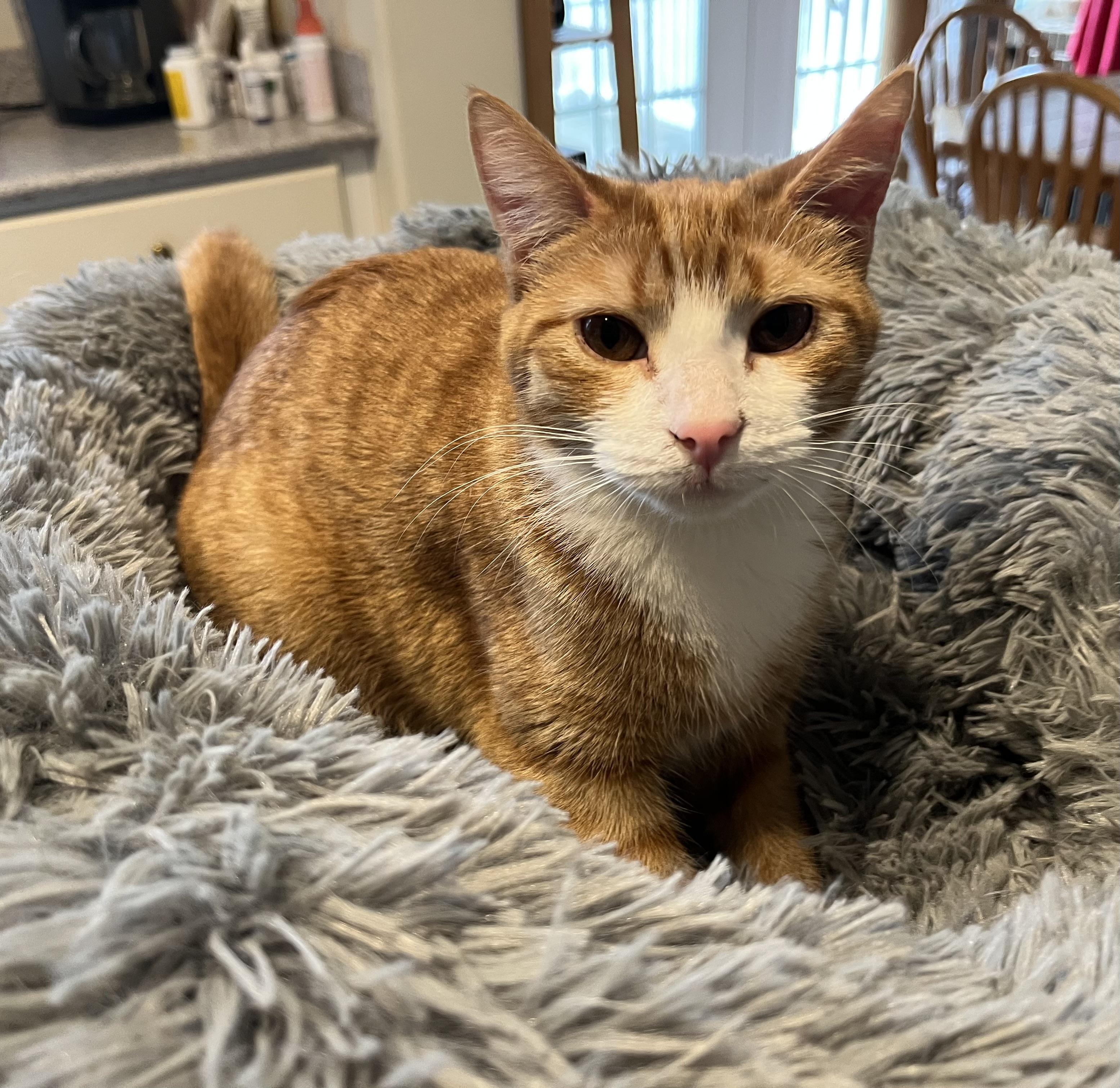 Gemma, a Adoptable Domestic Short Hair in Landenberg, PA image 5/6