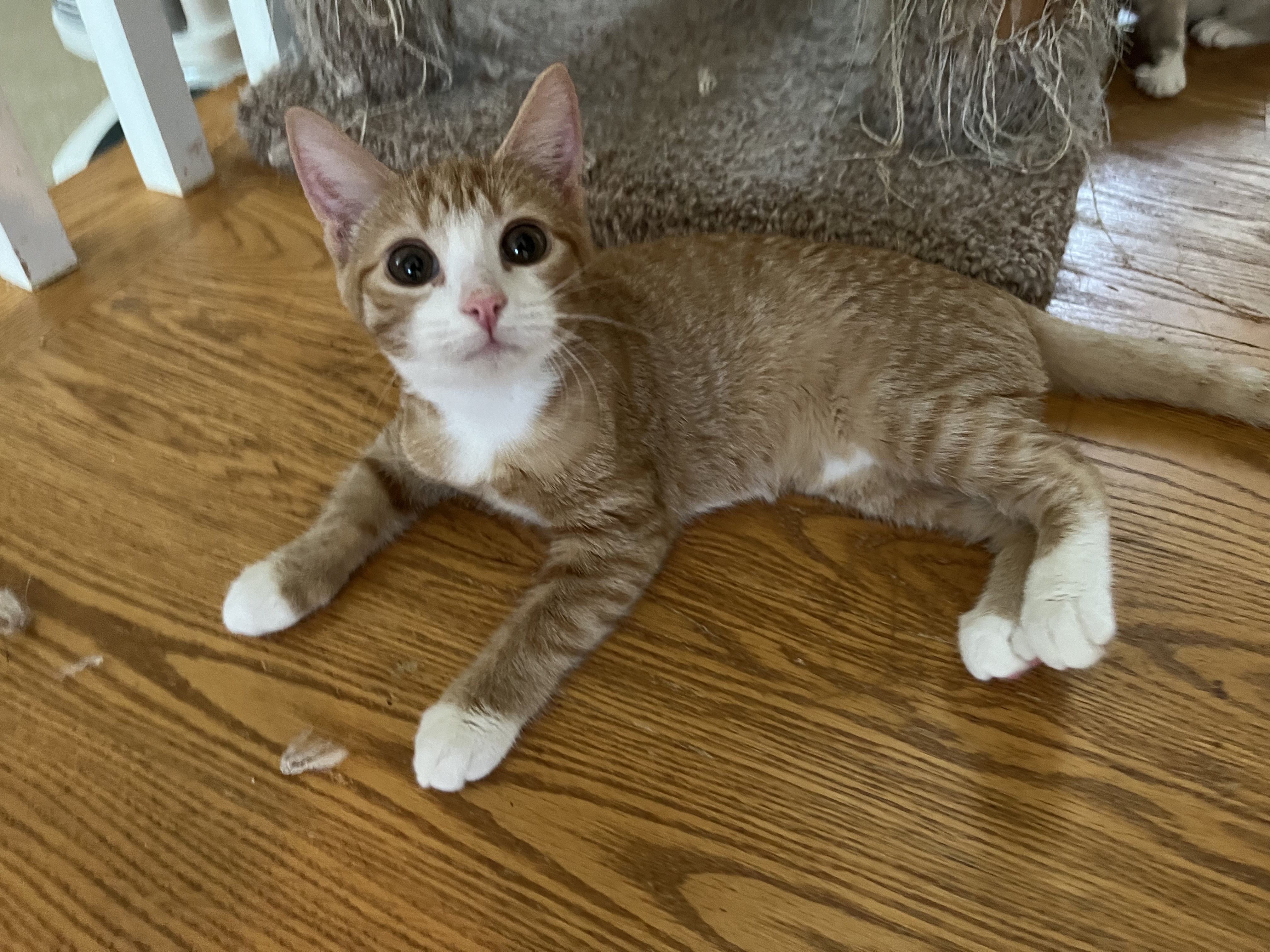 Gemma, a Adoptable Domestic Short Hair in Landenberg, PA image 6/6