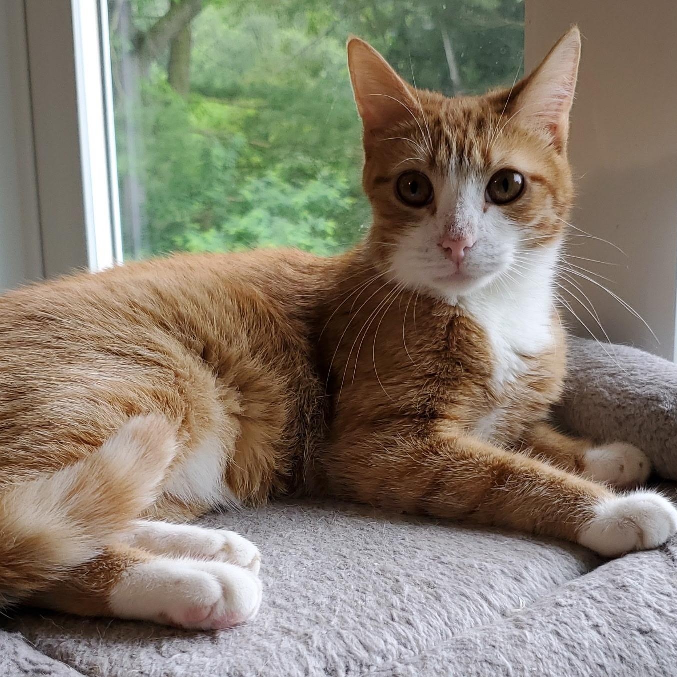 Gemma, a Adoptable Domestic Short Hair in Landenberg, PA image 1/6